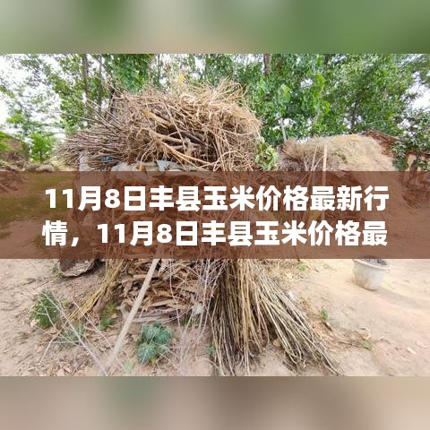 11月8日豐縣玉米價(jià)格最新行情解析，市場(chǎng)洞察與個(gè)人觀點(diǎn)