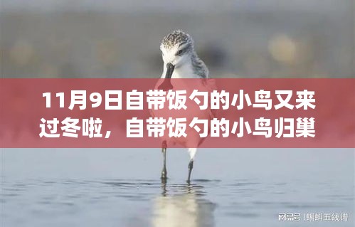 自帶飯勺的小鳥歸巢過冬，生態(tài)適應還是人類干預？