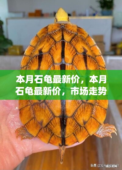 本月石龜最新價格走勢分析，多元觀點下的市場洞察