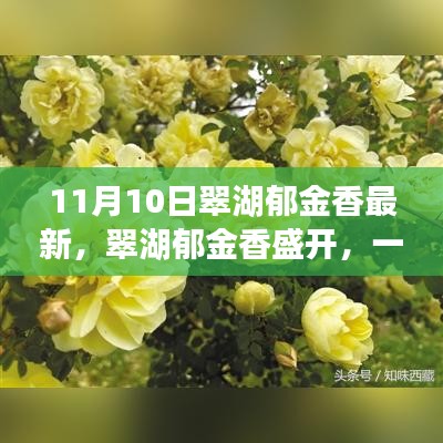 翠湖郁金香盛開(kāi)，尋找內(nèi)心平靜的芳香之旅記實(shí)報(bào)道
