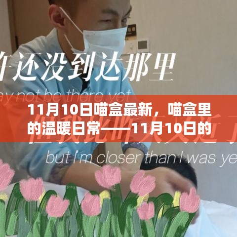 喵盒里的溫暖日常，11月10日的奇妙時(shí)光記錄