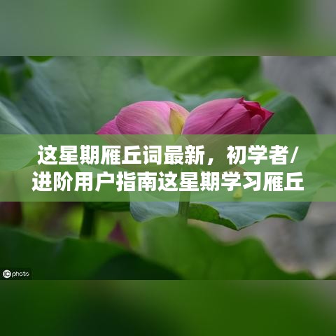 初學(xué)者與進(jìn)階用戶指南，這星期學(xué)習(xí)雁丘詞的詳細(xì)步驟與最新指南