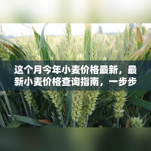 最新小麥價(jià)格查詢指南，教你如何獲取本月今年小麥價(jià)格信息