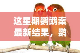鸚鵡案最新進(jìn)展揭秘，心靈覺(jué)醒的自然之旅與微笑結(jié)局