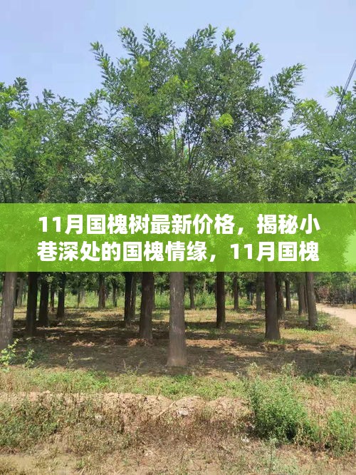 揭秘國槐情緣，小巷深處的特色小店與最新國槐樹價格解析