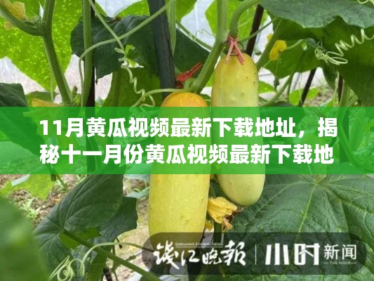 揭秘十一月份黃瓜視頻最新下載地址，背景、影響與時代地位分析