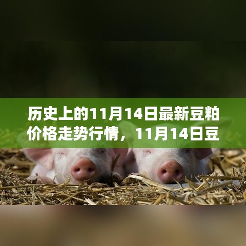 歷史上的豆粕價格走勢分析，回顧與預(yù)測