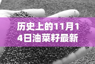 歷史上的11月14日油菜籽價格行情解析及查詢指南，最新行情與查詢步驟全解析