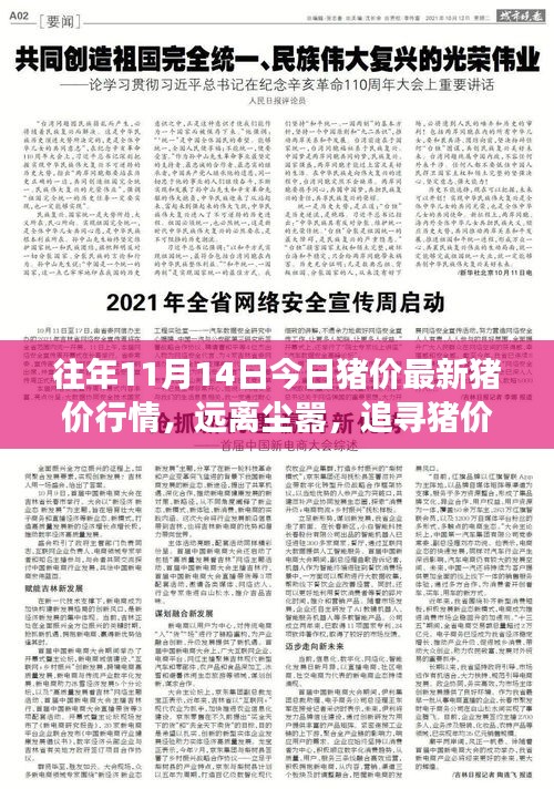 往年今日豬價(jià)行情深度解析，追尋寧?kù)o之美的心靈之旅