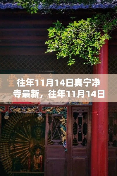 往年11月14日真寧凈寺探訪攻略，領略古寺魅力，最新指南全解析