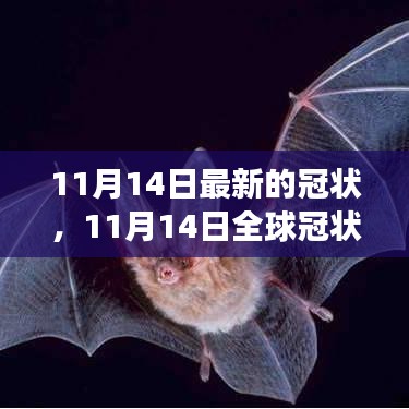 全球冠狀病毒最新進(jìn)展，關(guān)鍵更新與案例分析（截至11月14日）