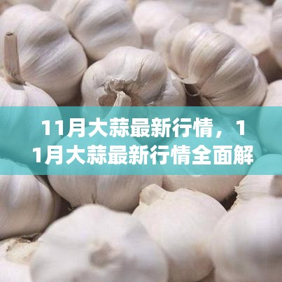 11月大蒜行情全面解析，市場動態(tài)掌握與應對策略