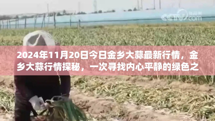 2024年11月20日金鄉(xiāng)大蒜行情深度解析，綠色之旅探尋內(nèi)心平靜之路
