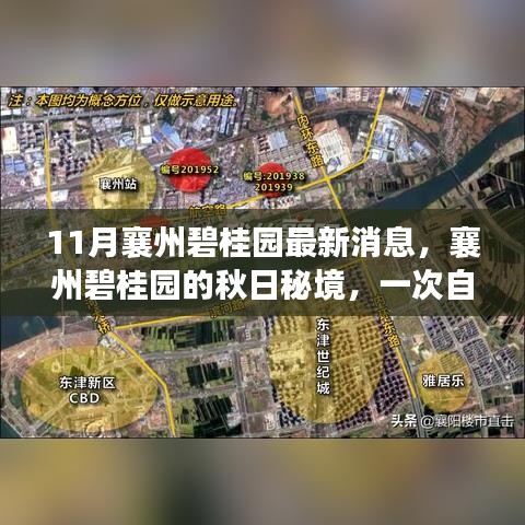 襄州碧桂園秋日秘境，自然美景的心靈之旅最新消息揭秘