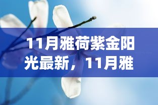 11月雅荷紫金陽光下的勵(lì)志蛻變，自信、成就與正能量并行不悖的旅程