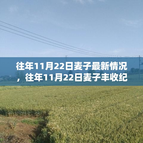 往年11月22日麥子豐收紀(jì)實(shí)，最新動態(tài)與收獲喜悅的喜悅分享
