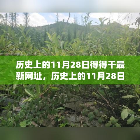 歷史上的11月28日，追尋自然美景之旅，探索內(nèi)心寧靜港灣的新網(wǎng)址揭秘