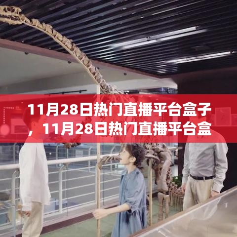 11月28日熱門直播平臺盒子，學(xué)習(xí)、自信與夢想成就之路
