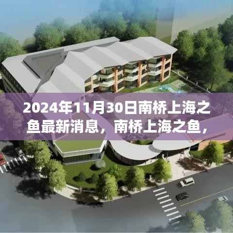 南橋上海之魚，溫馨日常與深厚友情的見證（最新消息，2024年11月30日）