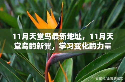 11月天堂鳥新翼展翅，學習變化力量，自信翱翔人生藍天