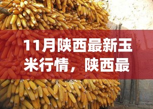 陜西玉米最新行情分析，市場動態(tài)、趨勢展望與行情解讀