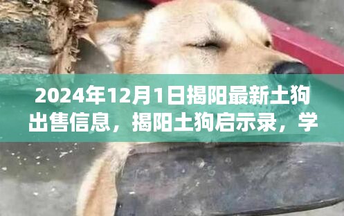 揭陽(yáng)土狗最新出售信息，學(xué)習(xí)力量與自信成就之路的啟示錄