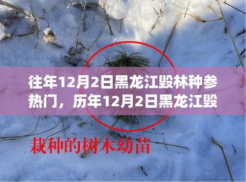 黑龍江毀林種參事件回顧，探尋背后的故事與啟示，歷年12月2日熱門事件聚焦