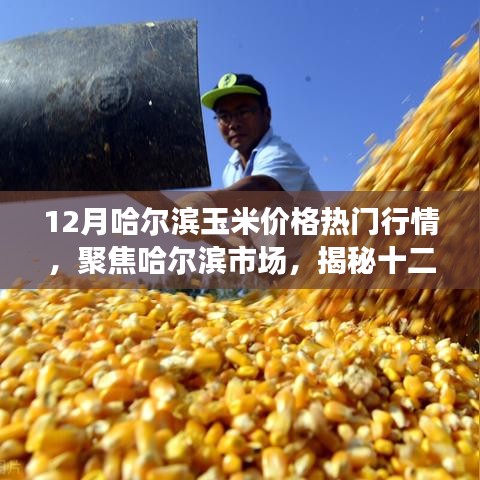 揭秘哈爾濱市場(chǎng)玉米價(jià)格行情，聚焦十二月熱門(mén)行情