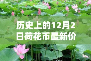 小紅書帶你穿越金融時光，歷史上的荷花幣最新價格表（12月2日版）