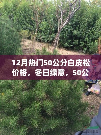 冬季熱門，50公分白皮松的價格與溫馨故事，冬日綠意盎然