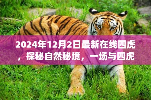 探秘自然秘境，與四虎相伴的心靈之旅（最新在線四虎活動預告）