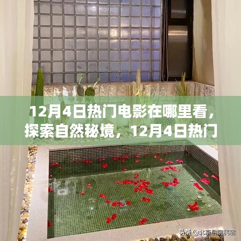 12月4日熱門(mén)電影，探索自然秘境，心靈寧?kù)o之旅