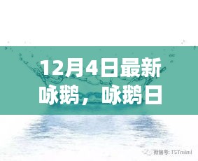 12月4日鵝群趣事與友情盛宴，日常詠鵝新篇章