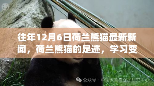 荷蘭熊貓足跡，學(xué)習(xí)變化與樂(lè)觀(guān)的力量，最新新聞追蹤