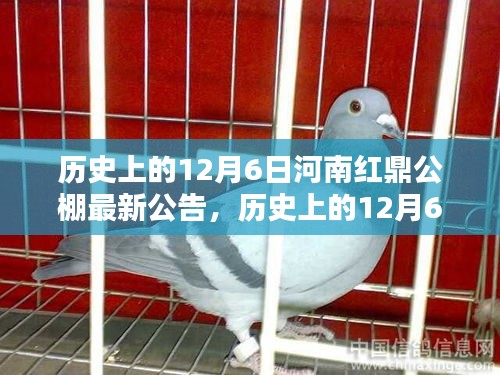 揭秘河南紅鼎公棚歷史公告，最新動(dòng)態(tài)盡在12月6日揭曉！