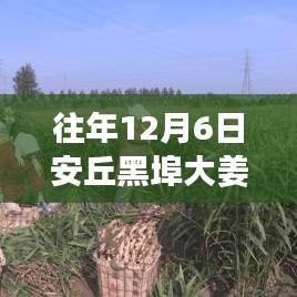 安丘黑埠大姜，歷年12月6日熱門價格回顧與姜香中的溫情陪伴