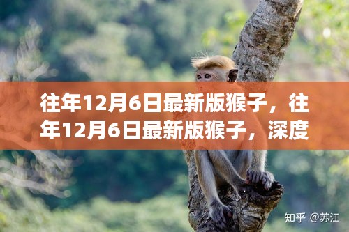 深度解析，歷年12月6日猴子版本演變與猴文化探究