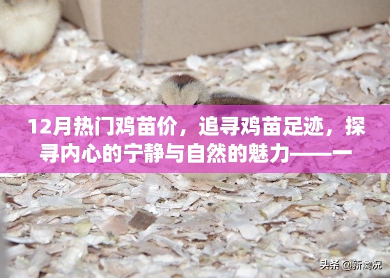 十二月雞苗之旅，探尋熱門(mén)價(jià)格與自然的魅力