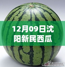 沈陽(yáng)新民西瓜最新價(jià)格與科技魔力，智能報(bào)價(jià)系統(tǒng)體驗(yàn)報(bào)告（12月版）