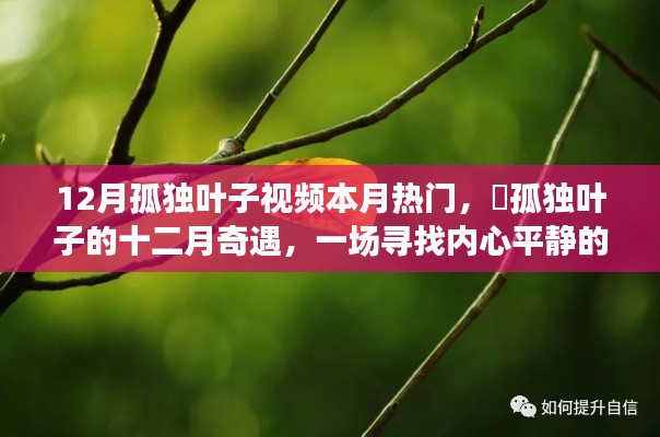 十二月孤獨葉子視頻，綠色之旅探尋內(nèi)心平靜