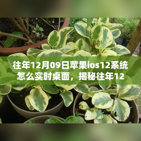 揭秘，蘋果iOS 12系統(tǒng)實(shí)時(shí)桌面設(shè)置指南（往年12月9日發(fā)布）