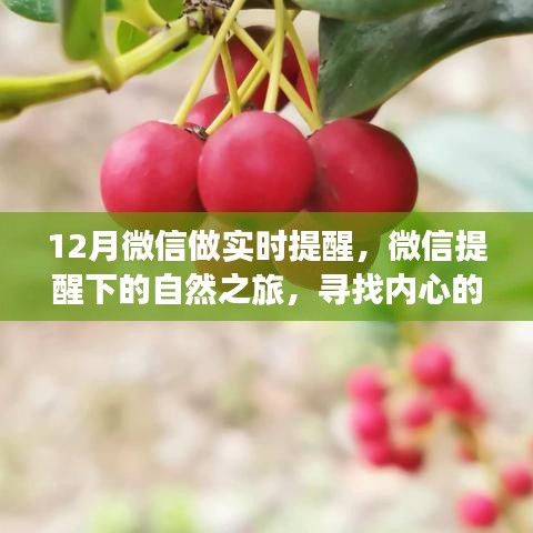 微信實(shí)時(shí)提醒下的自然之旅，十二種尋找內(nèi)心寧靜與平和的魔法方式