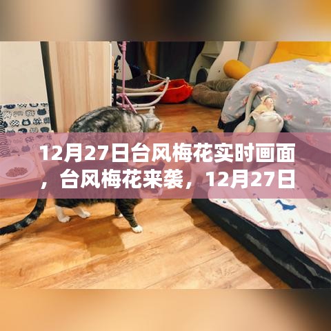 臺(tái)風(fēng)梅花來(lái)襲，12月27日實(shí)時(shí)畫(huà)面與各方觀點(diǎn)探析