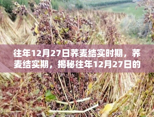 揭秘蕎麥結(jié)實期，往年12月27日的奧秘探索