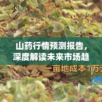 山藥行情預測報告，深度解讀未來市場趨勢（2019版）