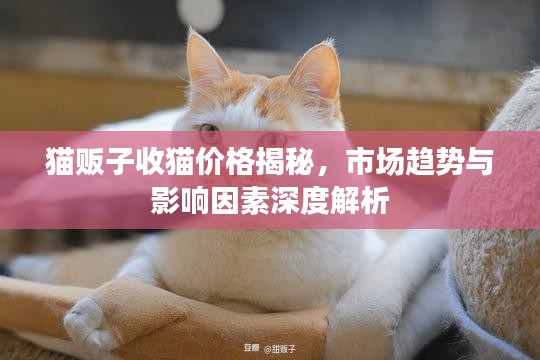 貓販子收貓價(jià)格揭秘，市場(chǎng)趨勢(shì)與影響因素深度解析