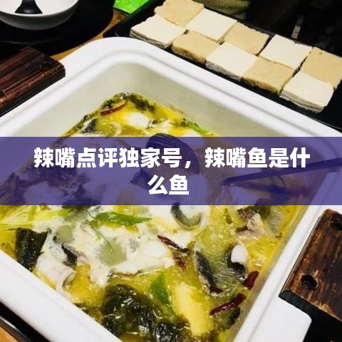 辣嘴點(diǎn)評(píng)獨(dú)家號(hào)，辣嘴魚是什么魚 