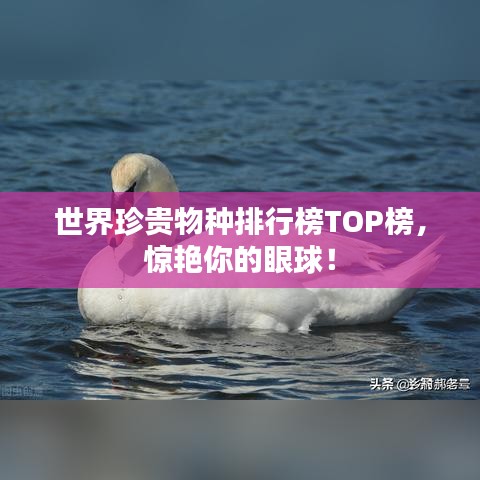 虎背熊腰 第2頁