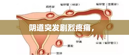 陰道突發(fā)劇烈疼痛， 