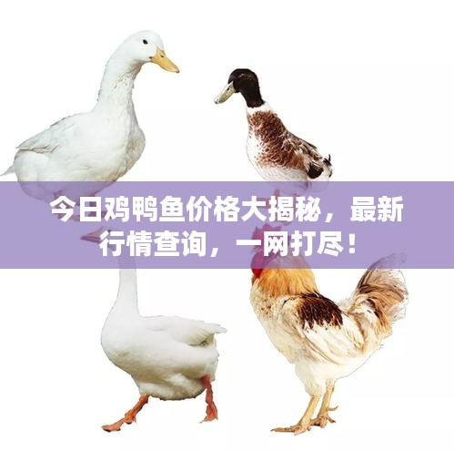 今日雞鴨魚價(jià)格大揭秘，最新行情查詢，一網(wǎng)打盡！